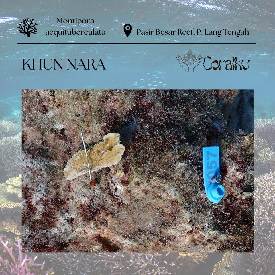 POND NARAVIT